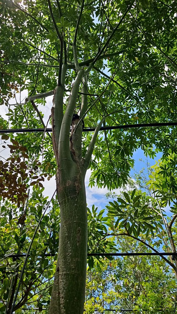 ceiba-kapok-tree