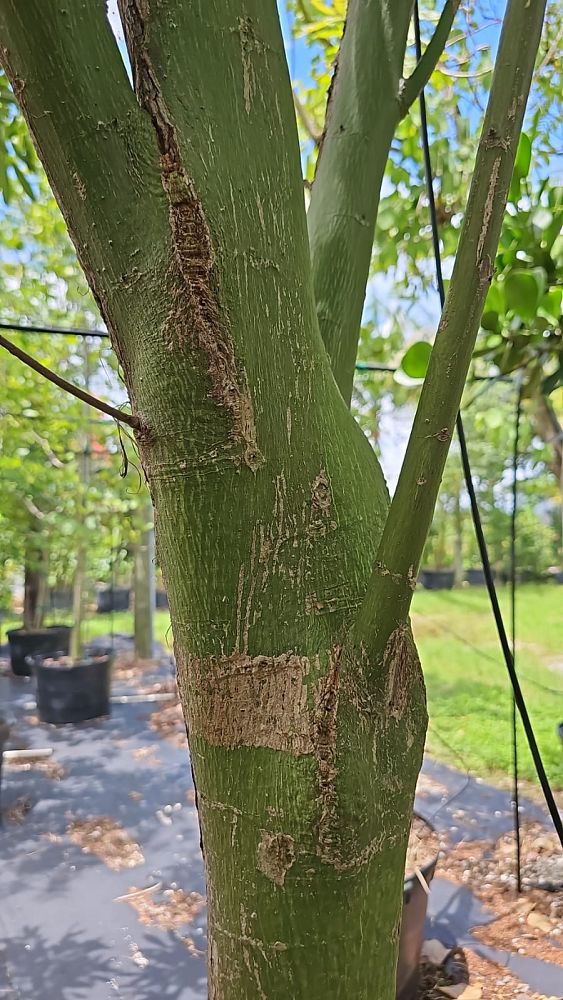 ceiba-kapok-tree