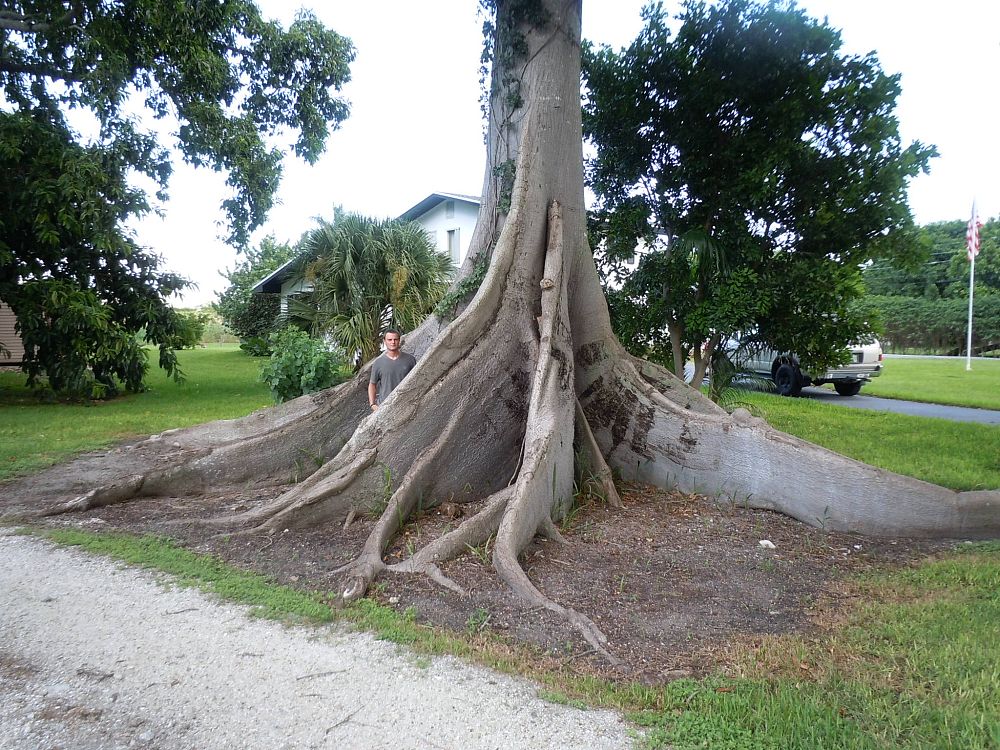 ceiba-pentandra-kapok-tree