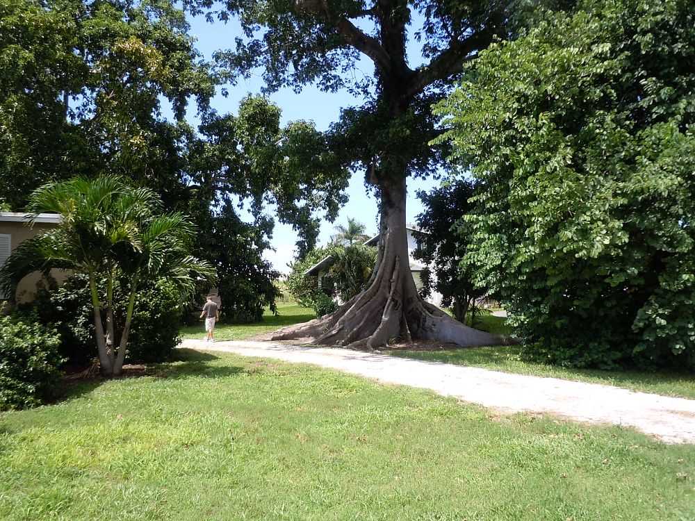 ceiba-pentandra-kapok-tree