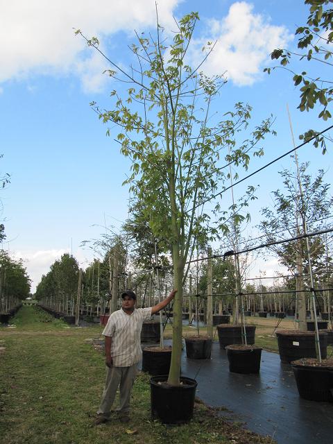 ceiba-pentandra-kapok-tree