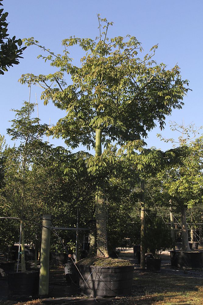 ceiba-pentandra-kapok-tree