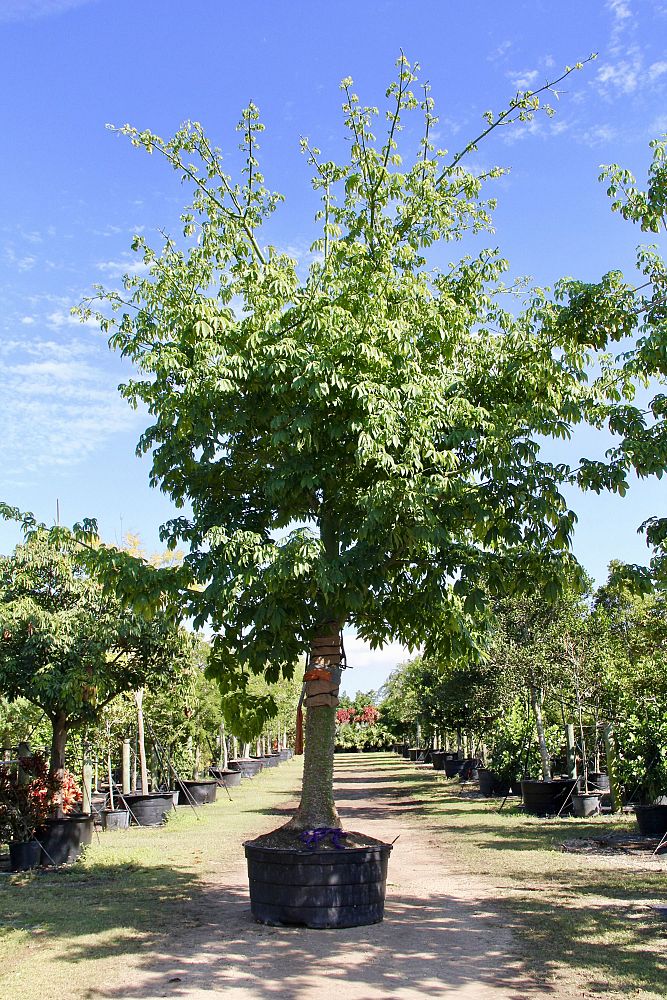 ceiba-pentandra-kapok-tree