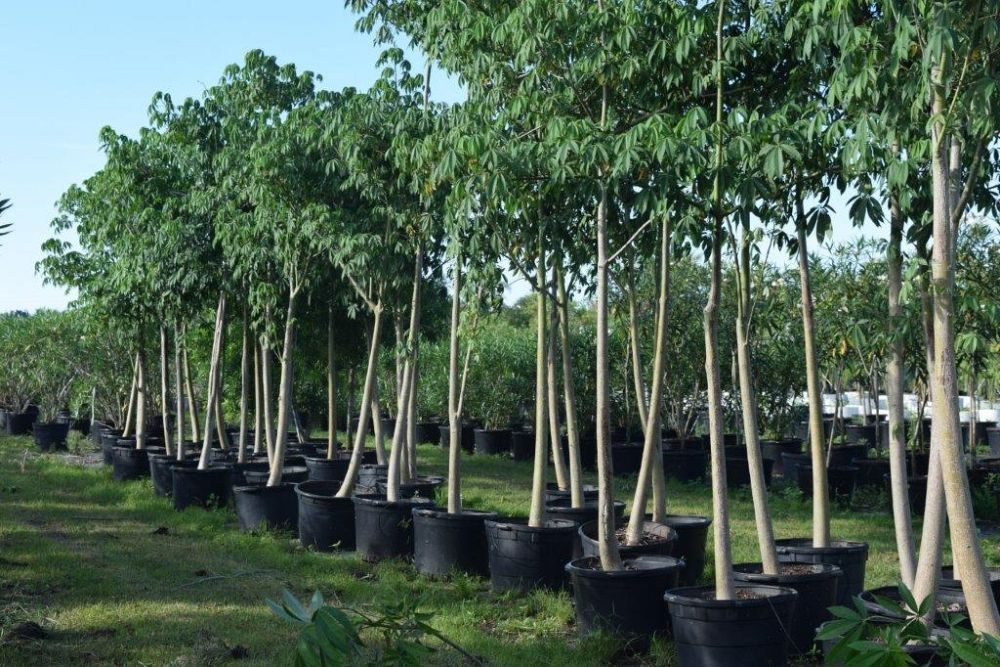 ceiba-pentandra-kapok-tree