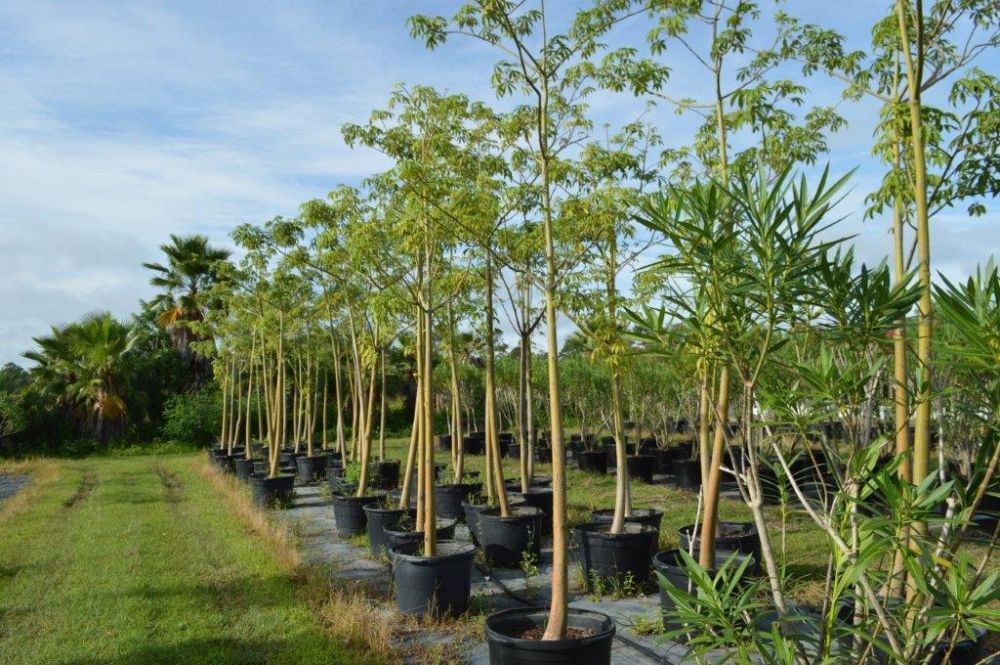 ceiba-pentandra-kapok-tree