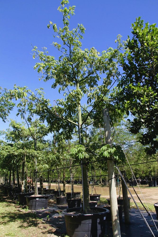 ceiba-pentandra-kapok-tree