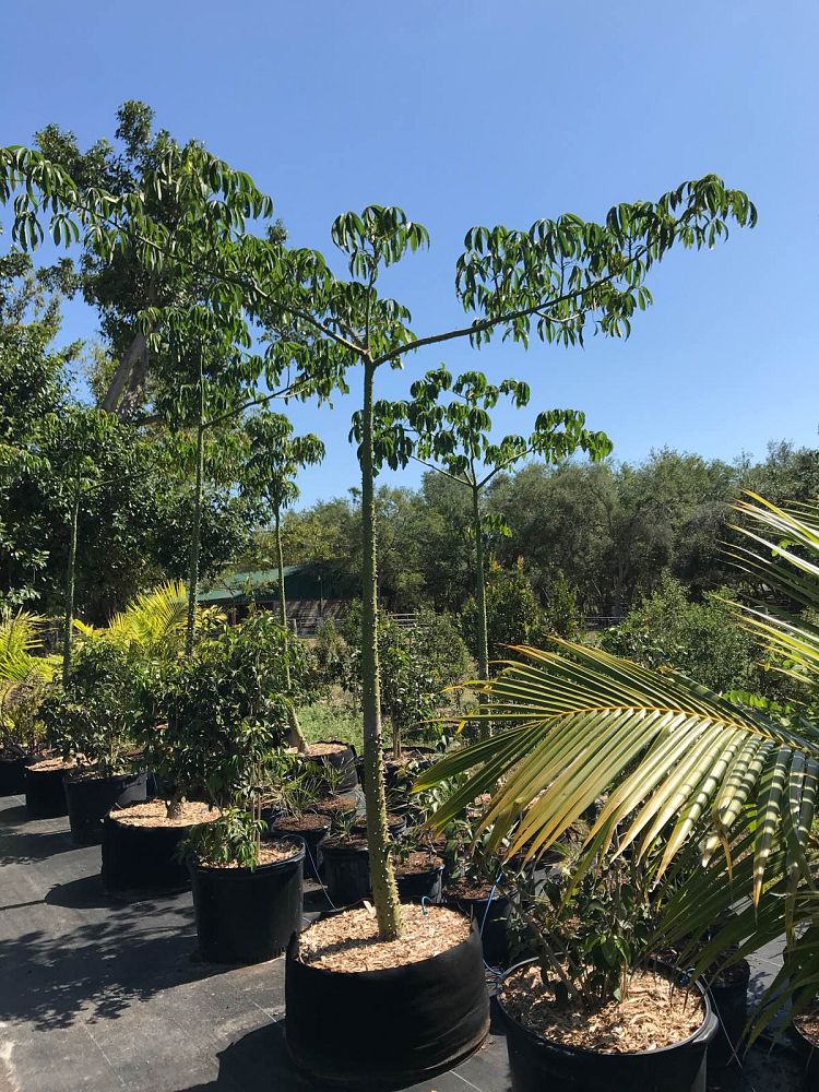 ceiba-pentandra-kapok-tree