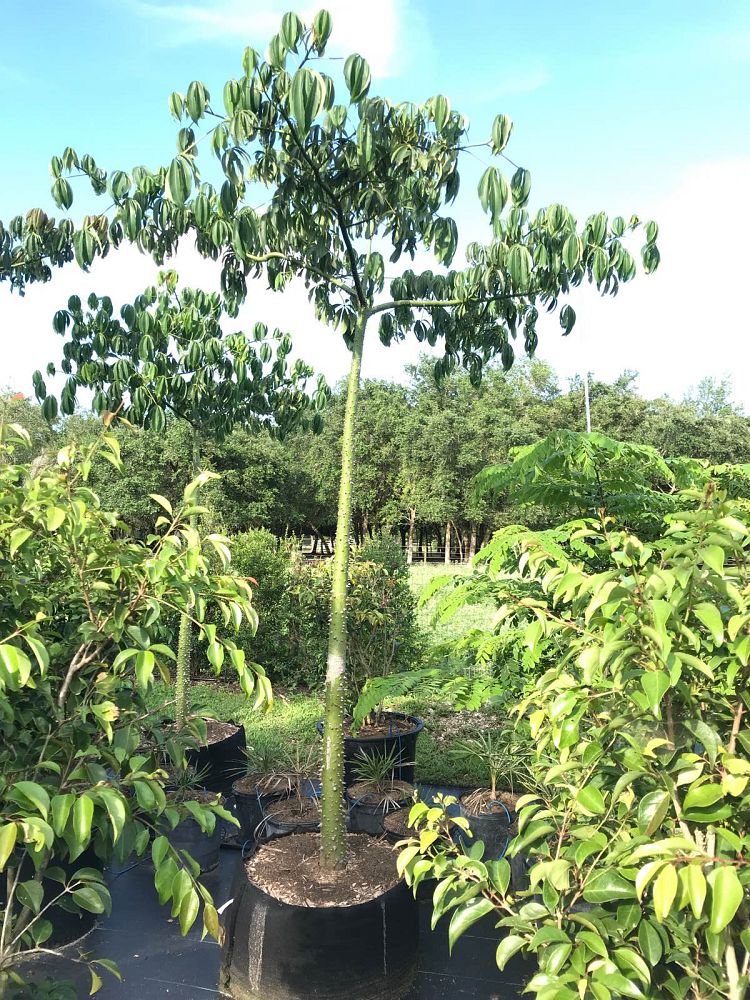 ceiba-pentandra-kapok-tree