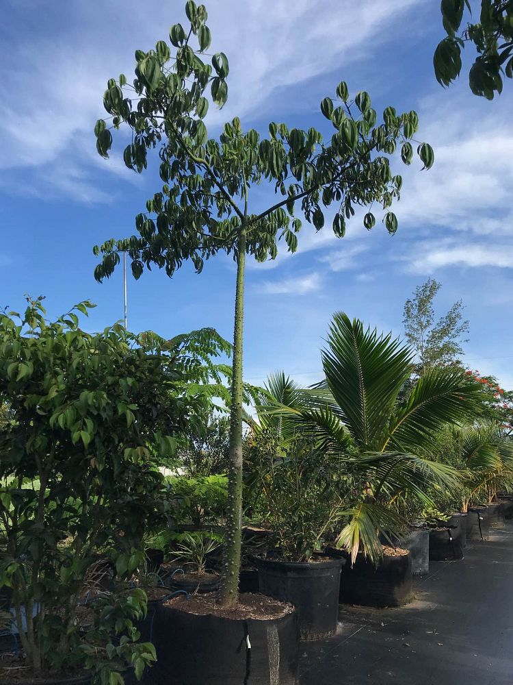 ceiba-pentandra-kapok-tree