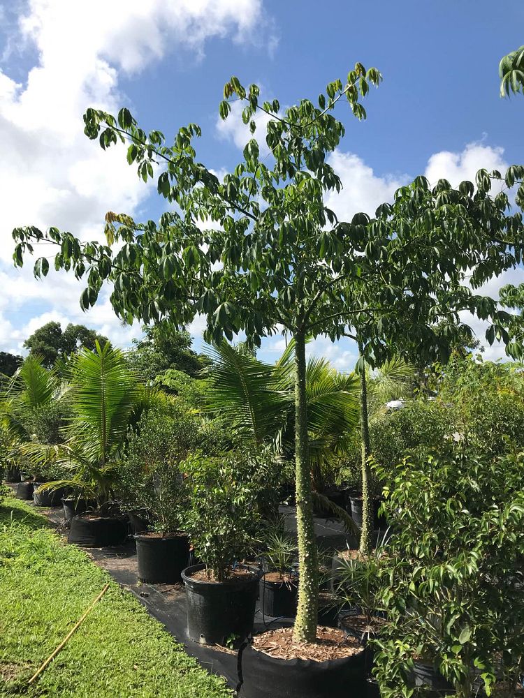 ceiba-pentandra-kapok-tree