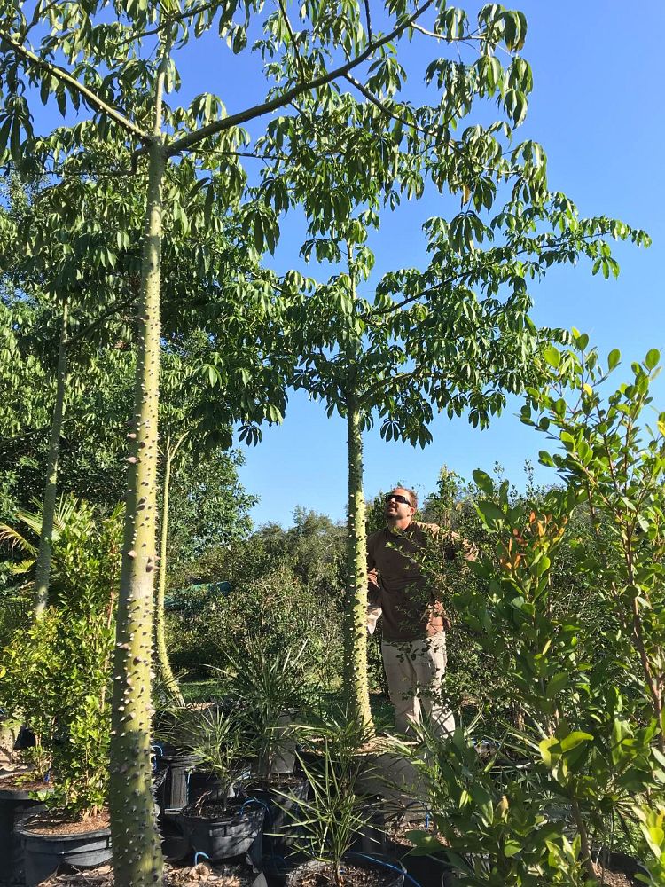 ceiba-pentandra-kapok-tree