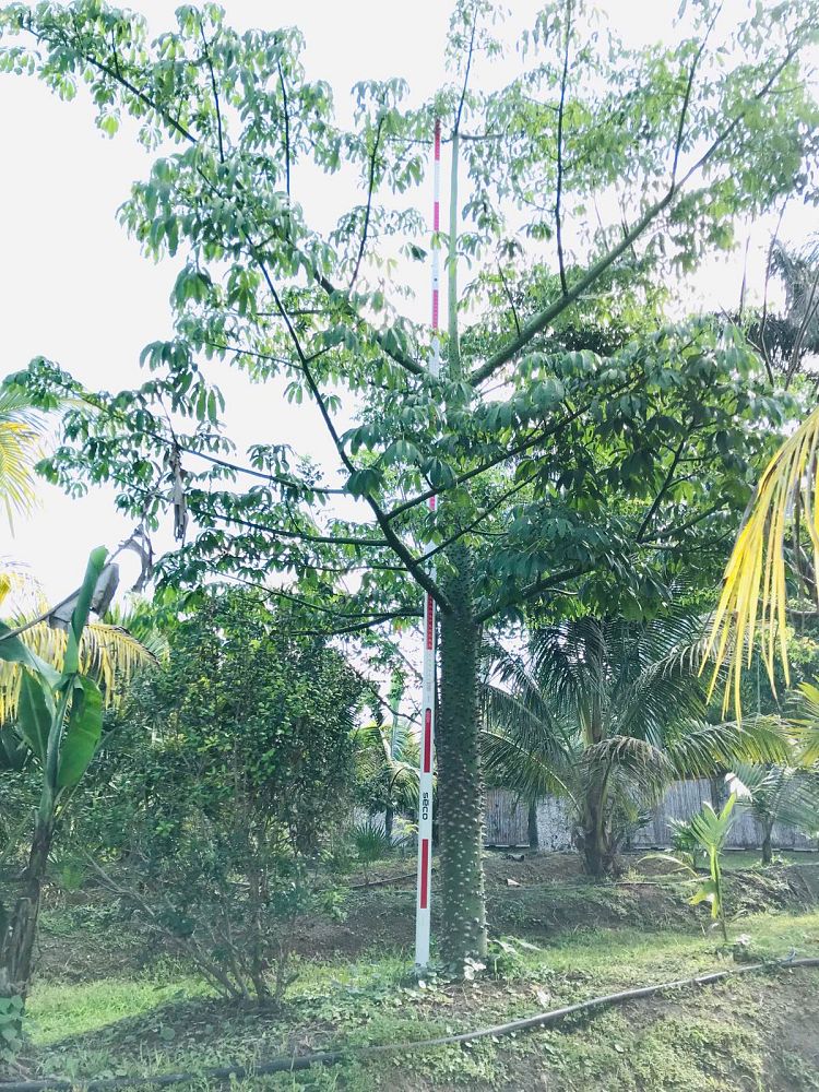 ceiba-pentandra-kapok-tree
