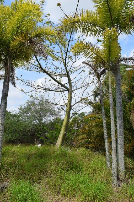 ceiba-pentandra-kapok-tree