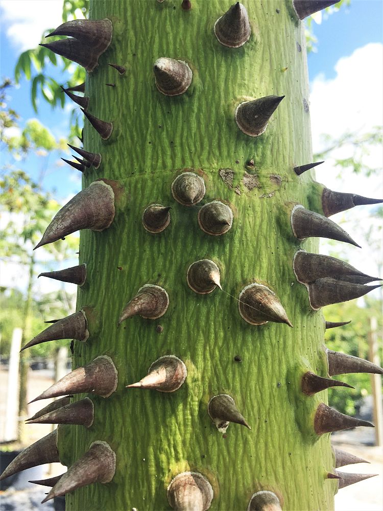 ceiba-pentandra-kapok-tree
