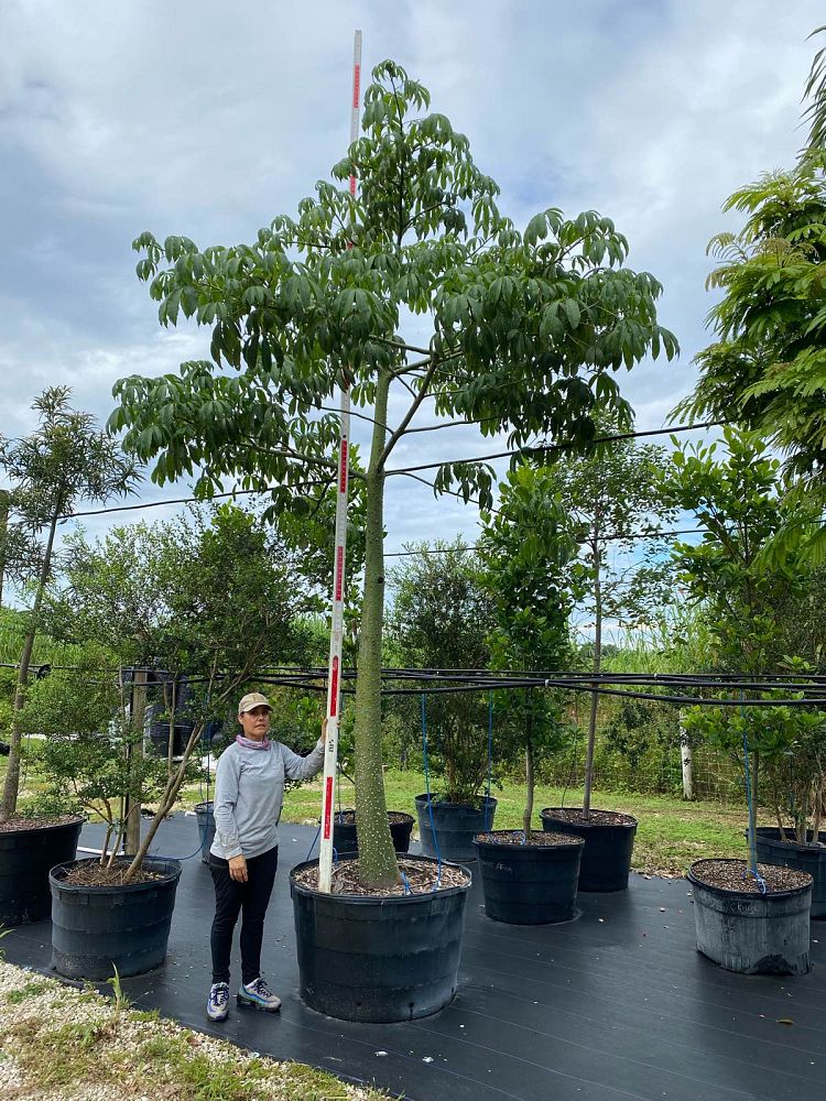 ceiba-pentandra-kapok-tree