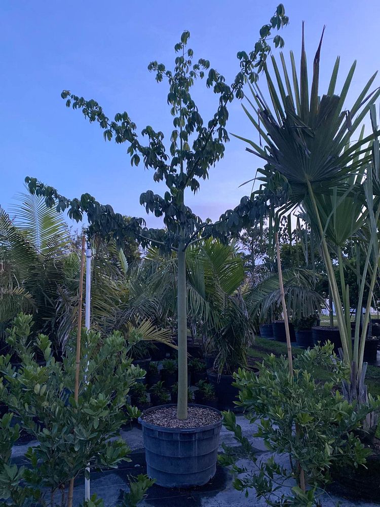 ceiba-pentandra-kapok-tree