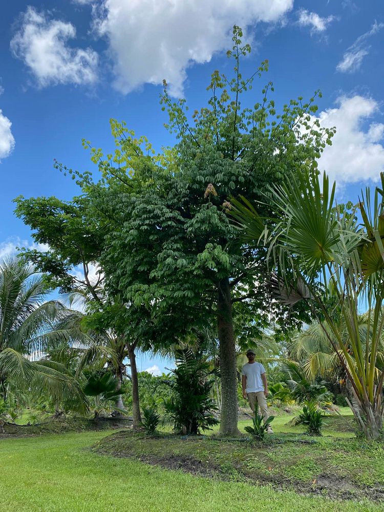 ceiba-pentandra-kapok-tree