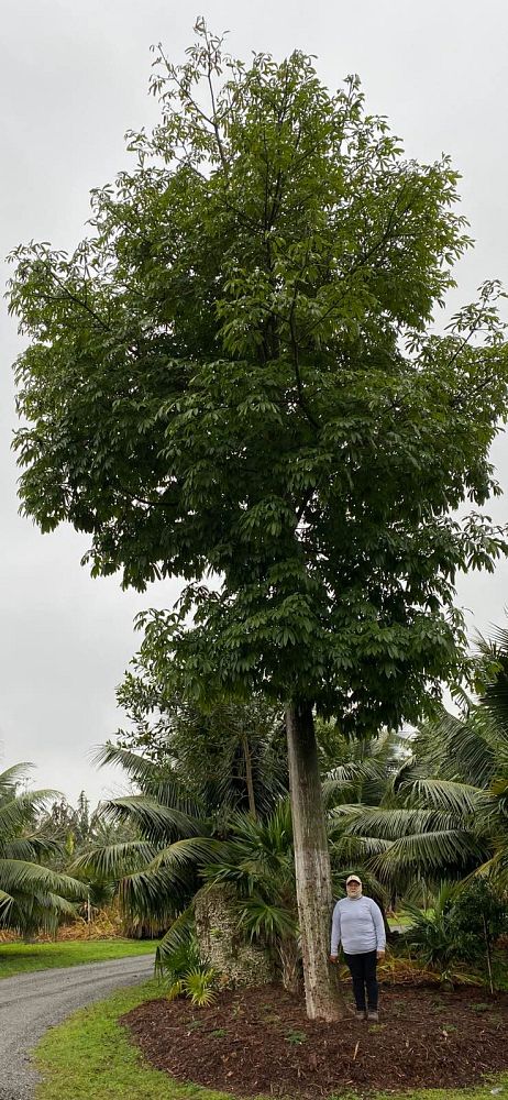 ceiba-pentandra-kapok-tree