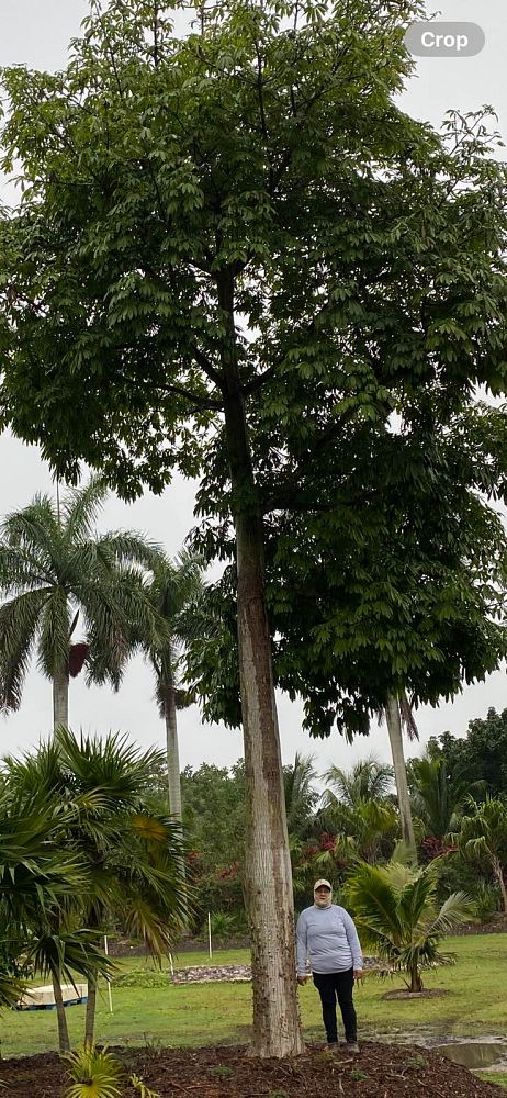 ceiba-pentandra-kapok-tree