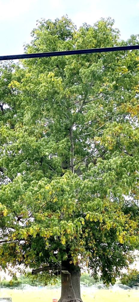 ceiba-pentandra-kapok-tree