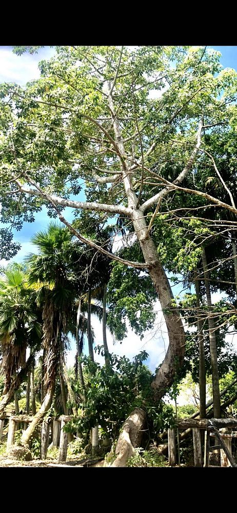 ceiba-pentandra-kapok-tree