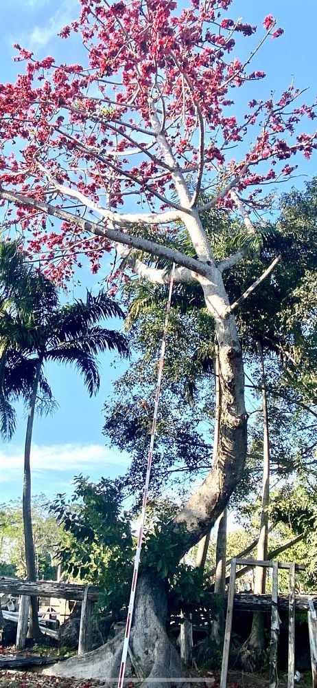 ceiba-pentandra-kapok-tree