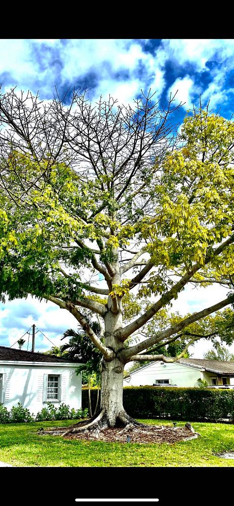 ceiba-pentandra-kapok-tree