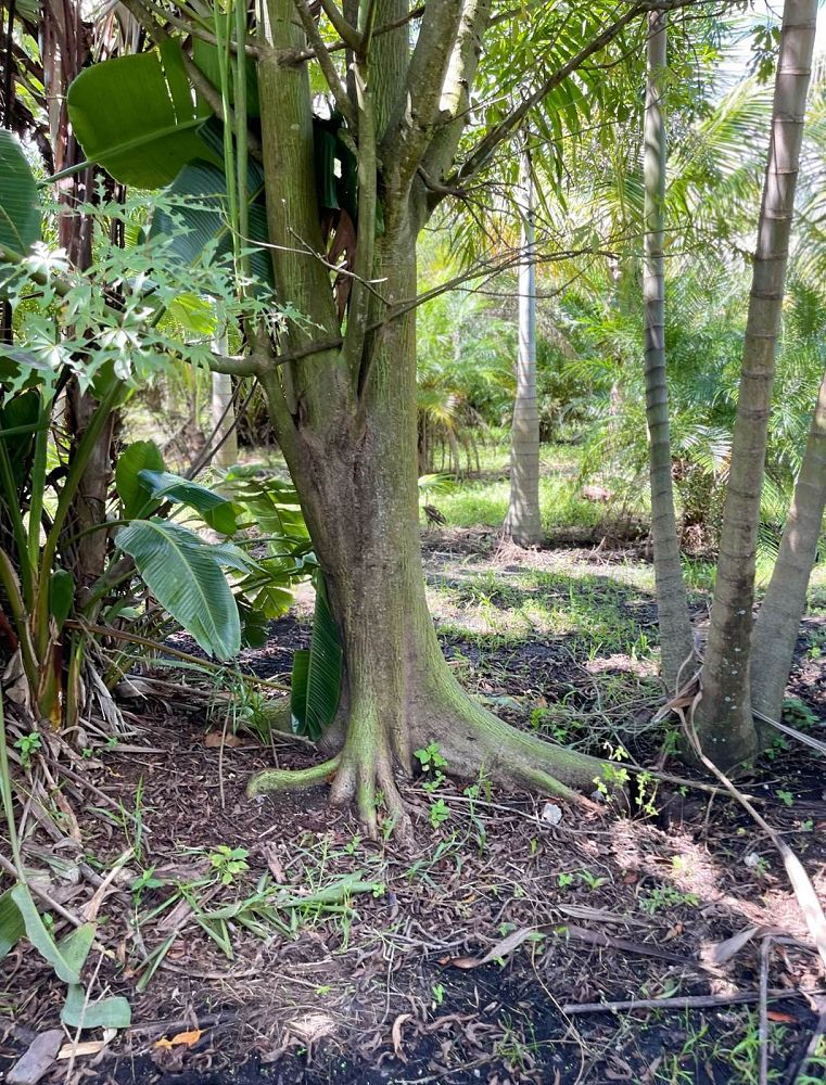 ceiba-pentandra-kapok-tree
