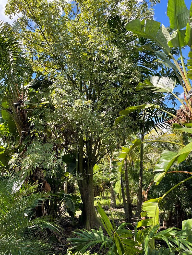 ceiba-pentandra-kapok-tree