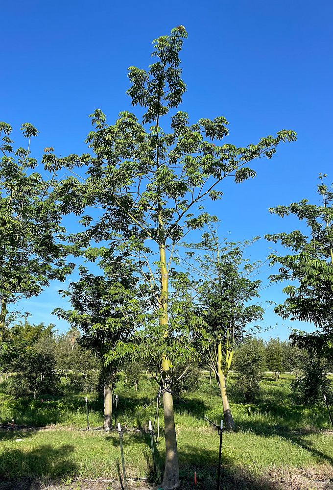 ceiba-pentandra-kapok-tree