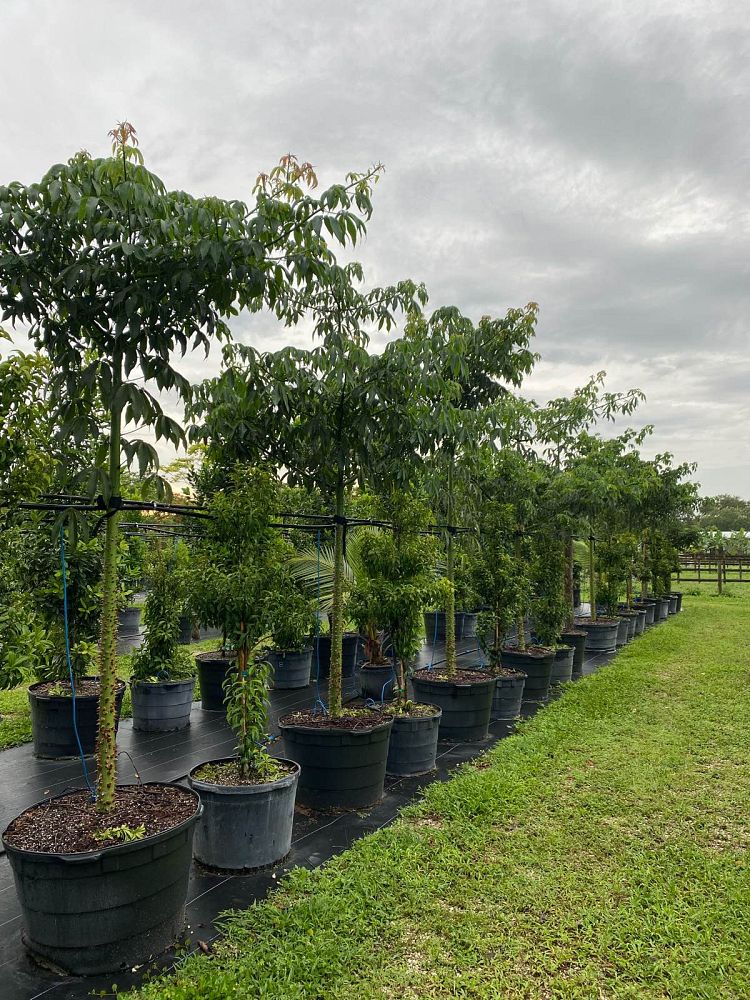 ceiba-pentandra-kapok-tree