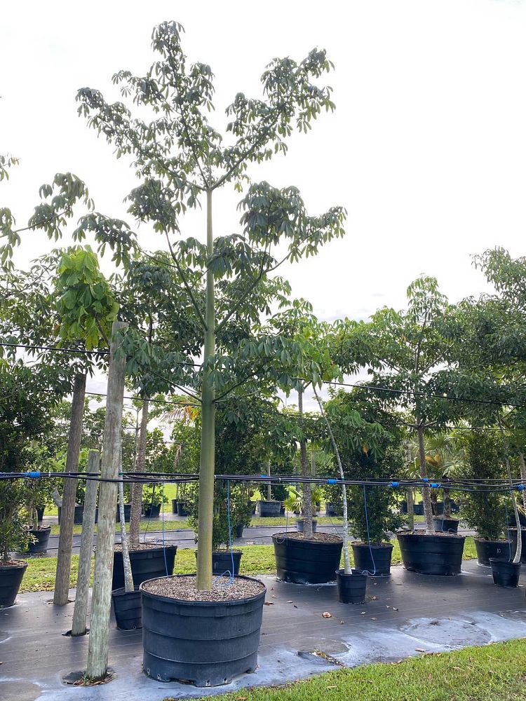 ceiba-pentandra-kapok-tree