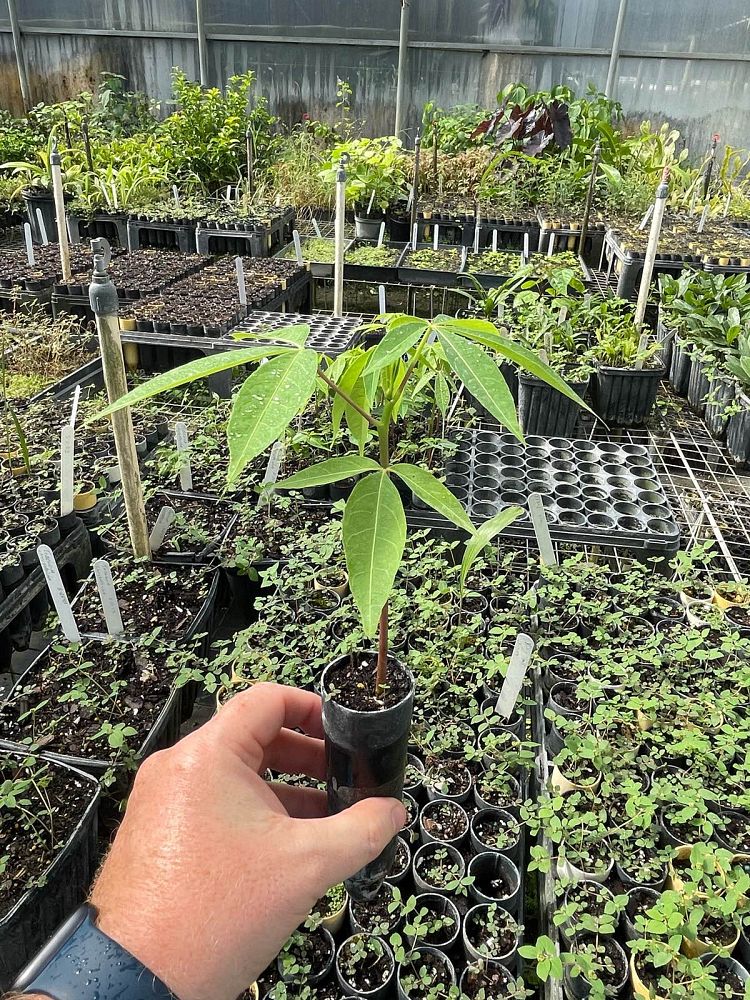 ceiba-pentandra-kapok-tree