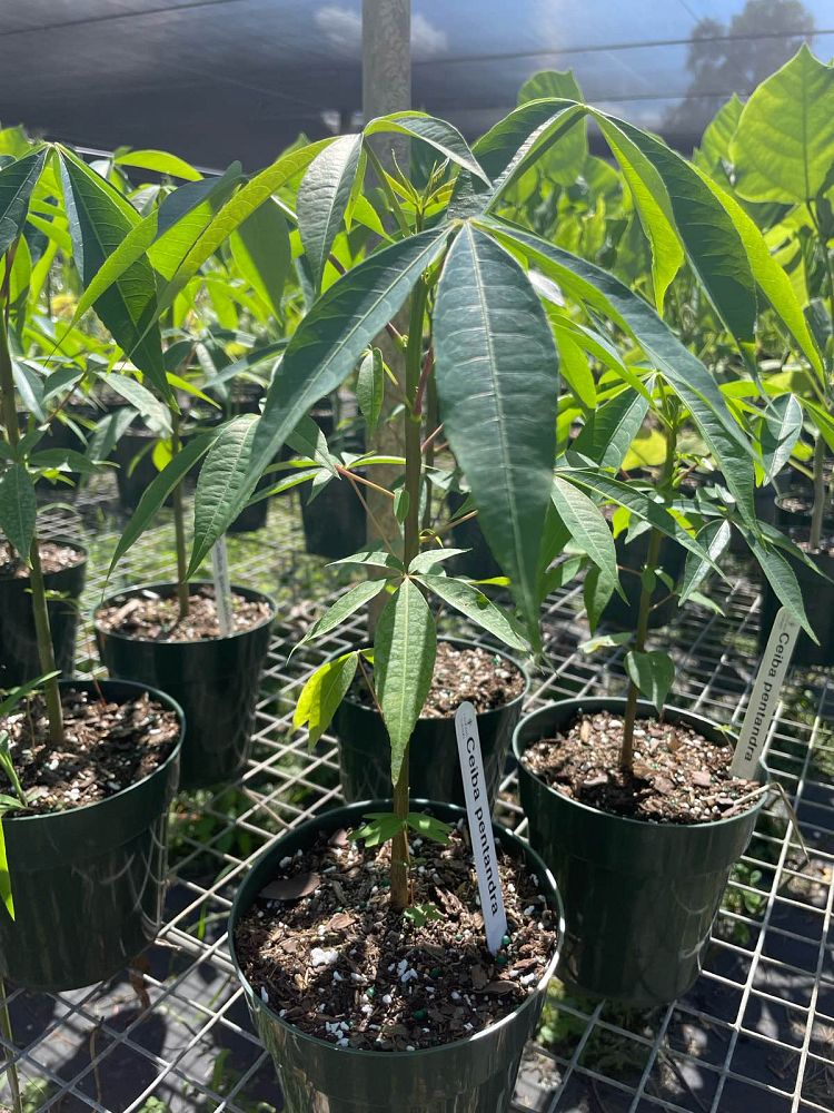 ceiba-pentandra-kapok-tree