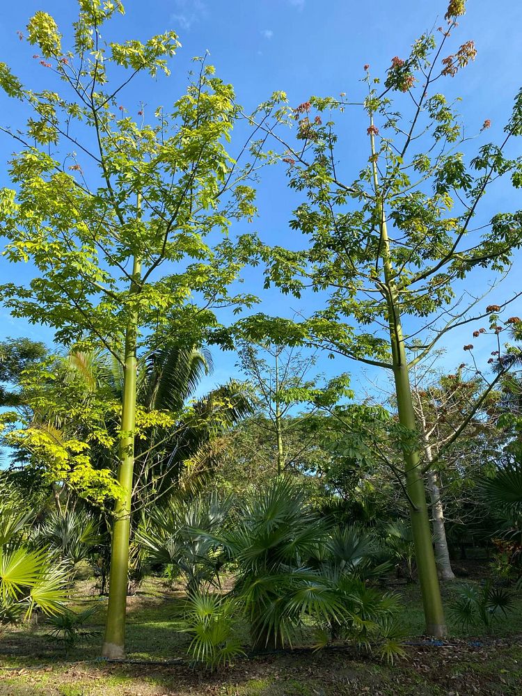 ceiba-pentandra-kapok-tree
