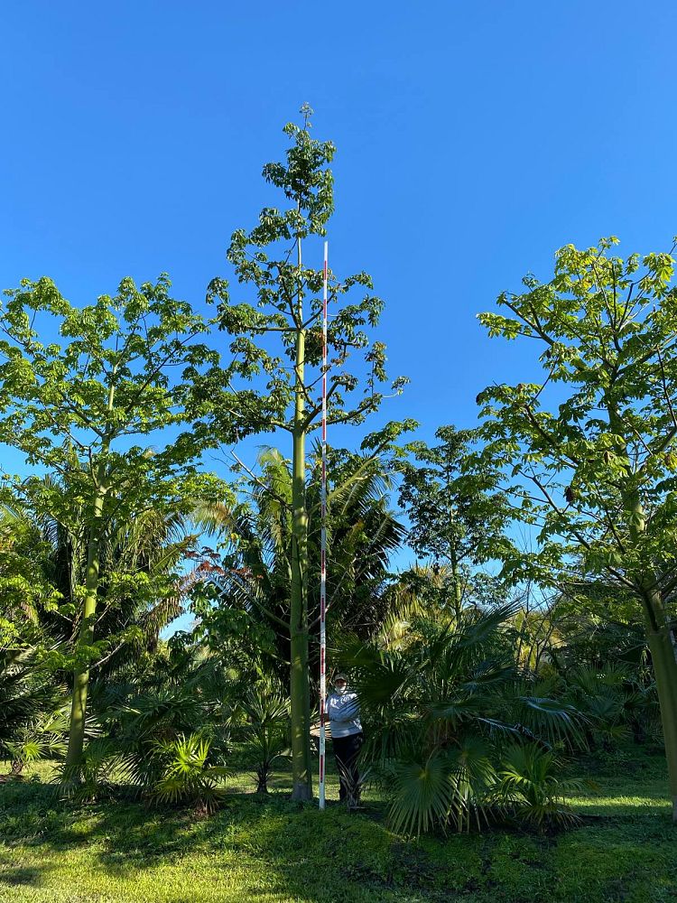 ceiba-pentandra-kapok-tree