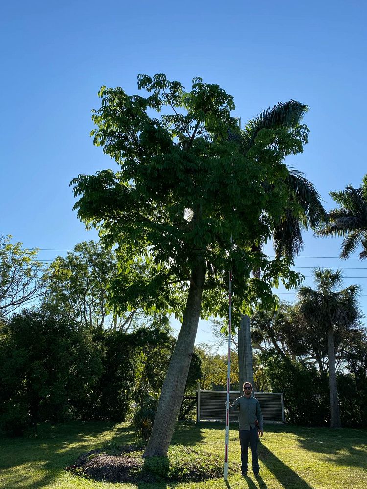 ceiba-pentandra-kapok-tree
