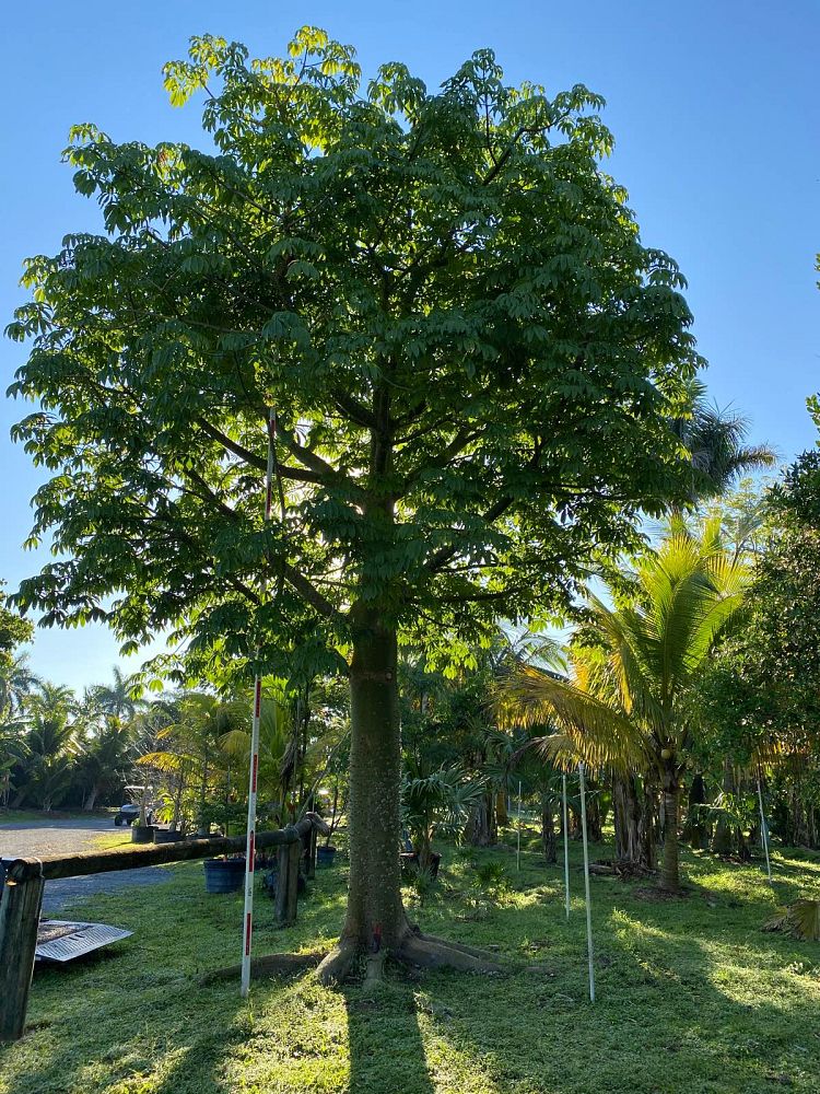 ceiba-pentandra-kapok-tree