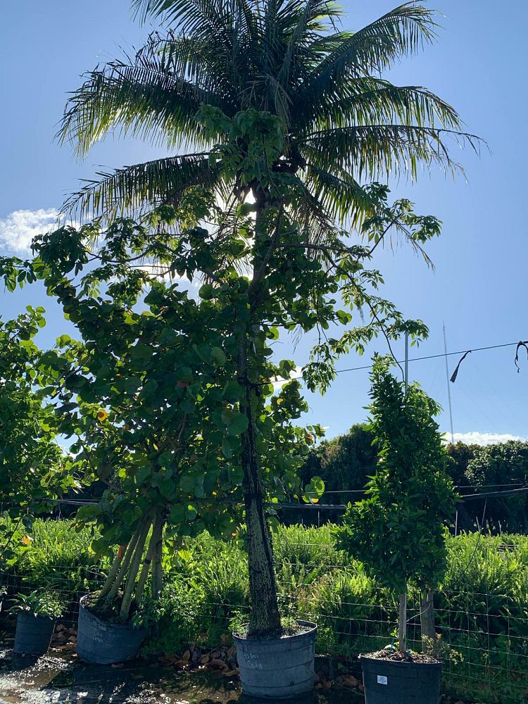 ceiba-pentandra-kapok-tree