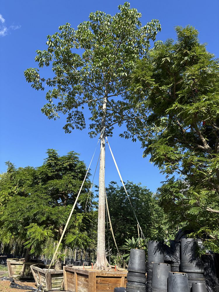 ceiba-pentandra-kapok-tree