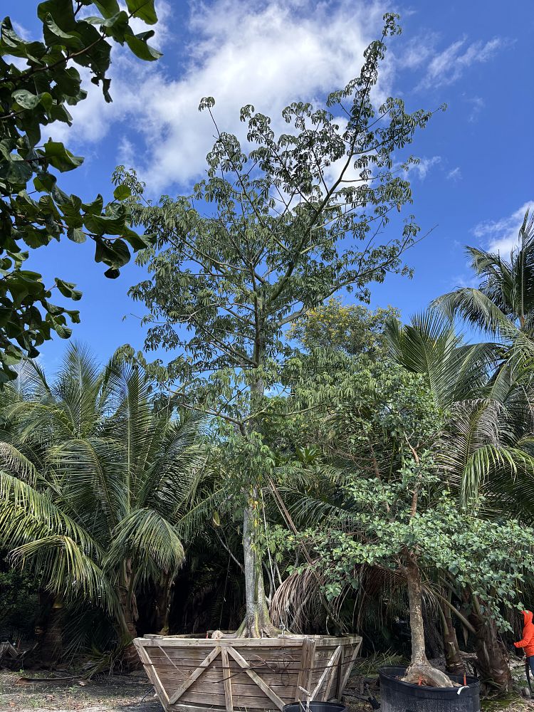 ceiba-pentandra-kapok-tree