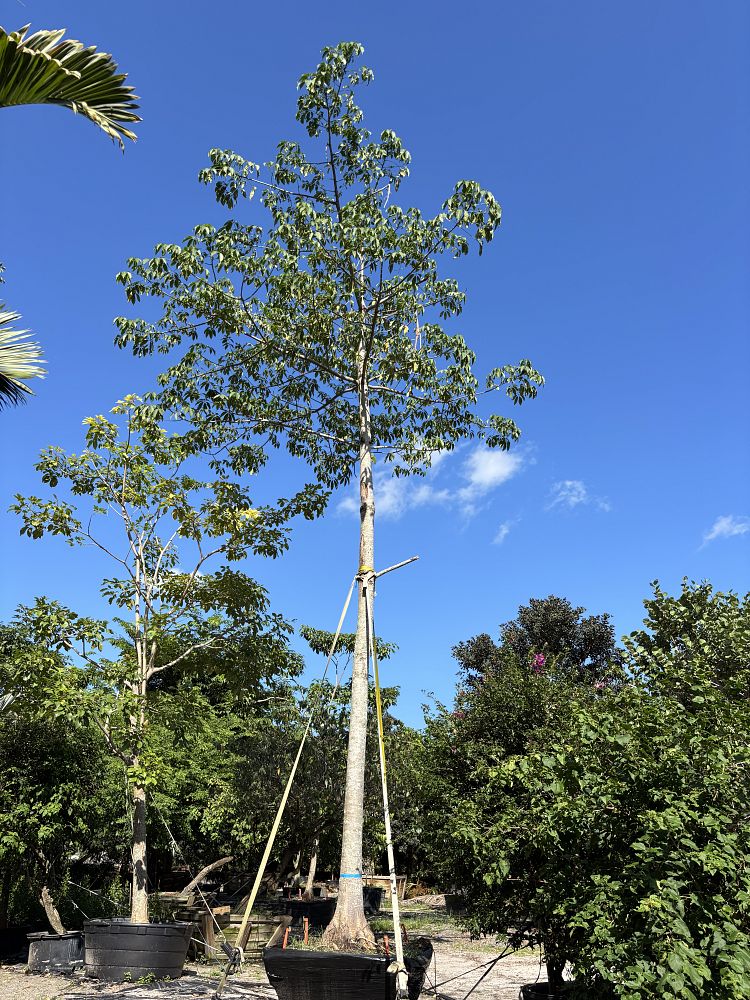 ceiba-pentandra-kapok-tree