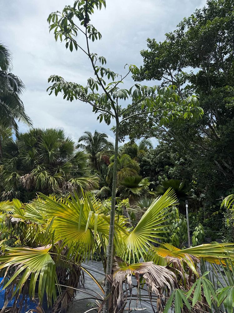 ceiba-pentandra-kapok-tree