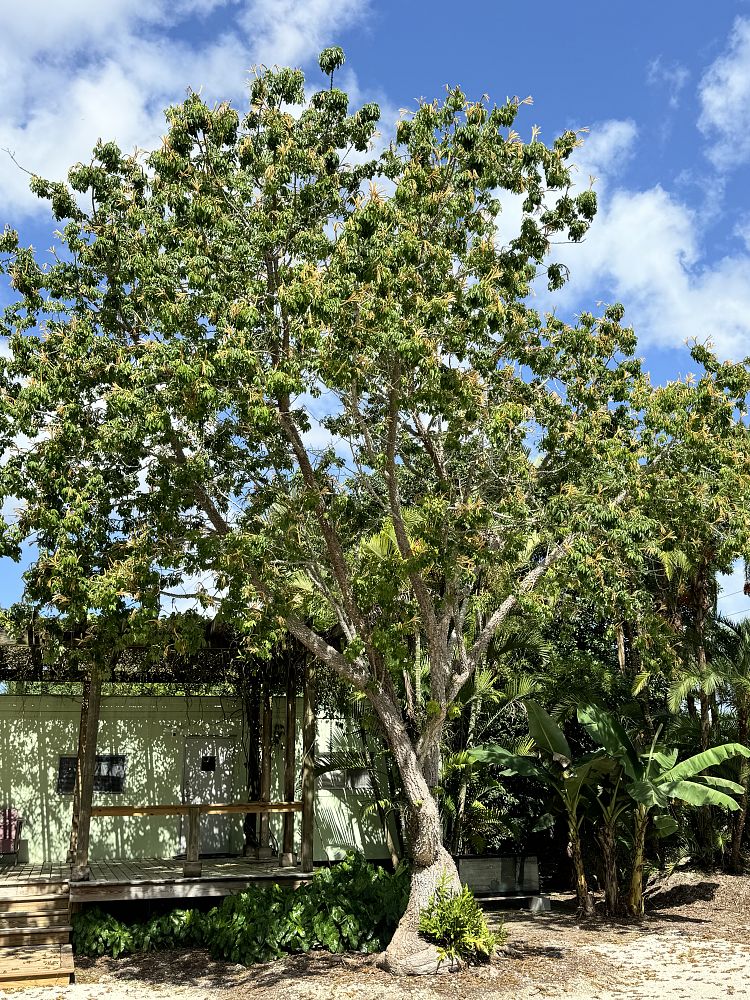 ceiba-schottii
