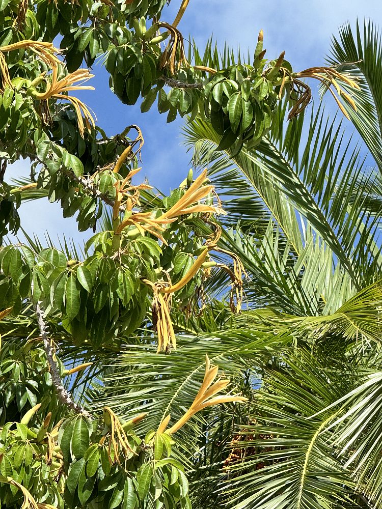 ceiba-schottii