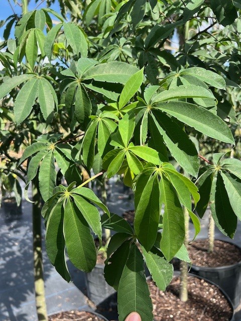 ceiba-schottii