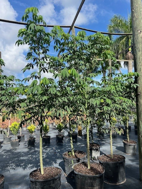 ceiba-schottii