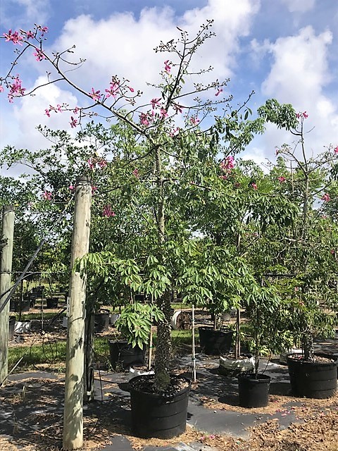 ceiba-speciosa-floss-silk-tree