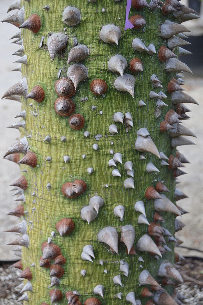 ceiba-speciosa-floss-silk-tree