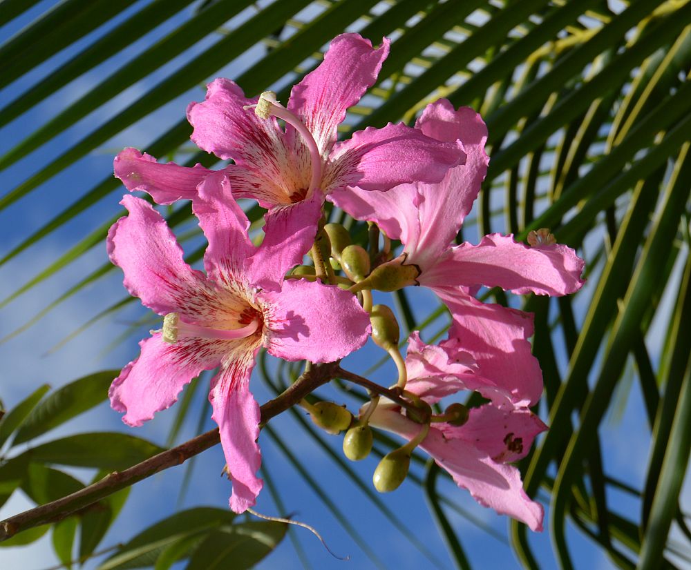 ceiba-speciosa-floss-silk-tree